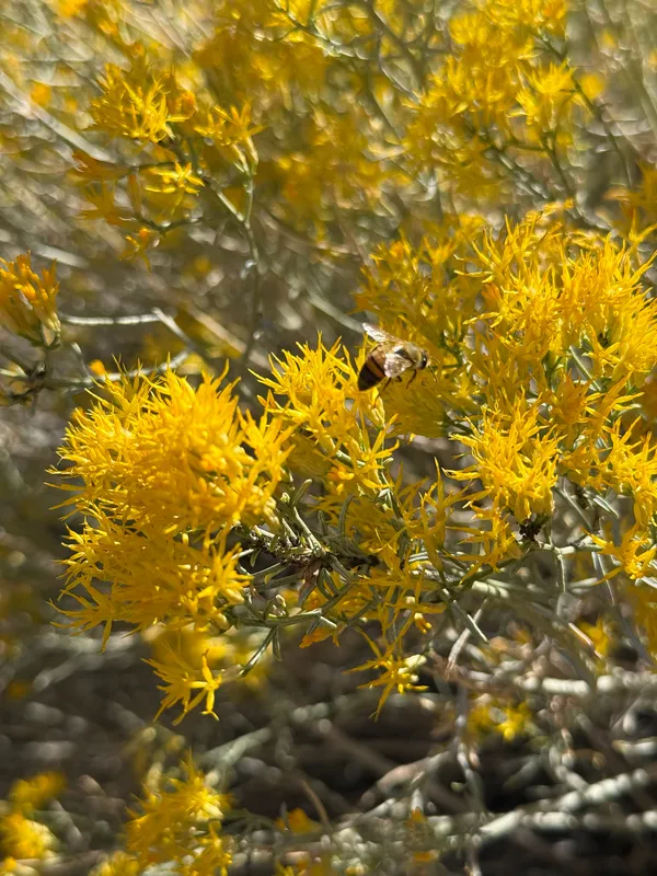 Rubber Rabbitbrush