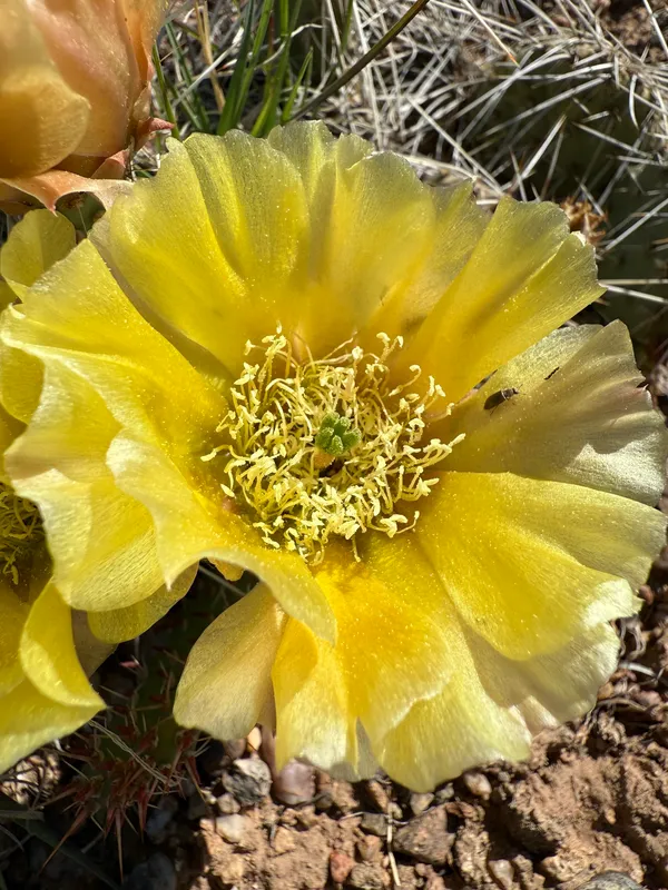 Plains Pricklypear