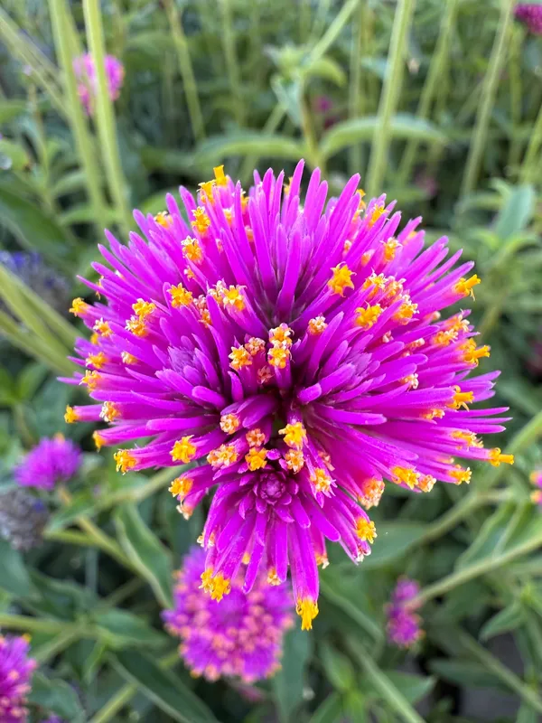 Globe Amaranth