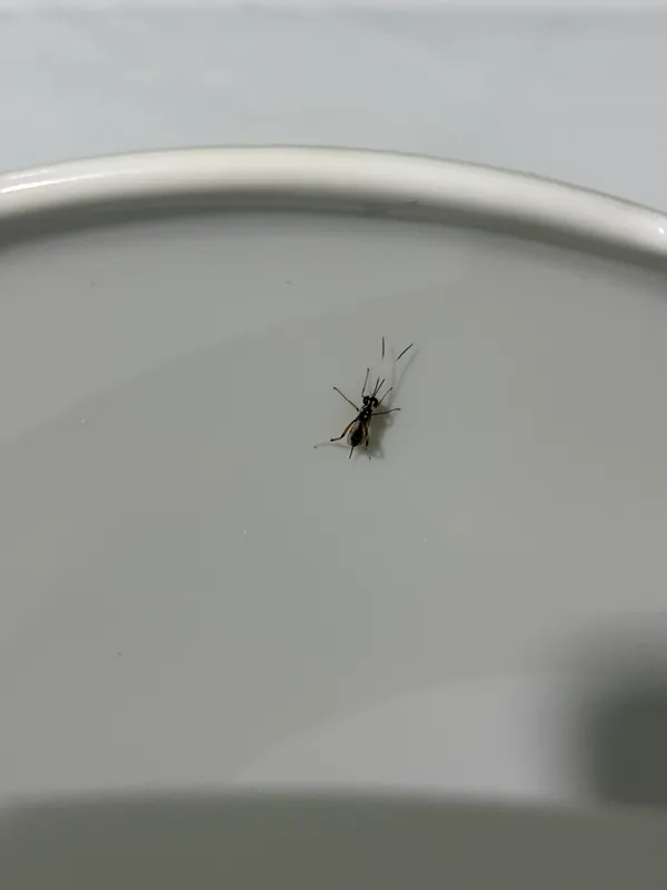 Narrow Waisted Wasps, Ants, And Bees