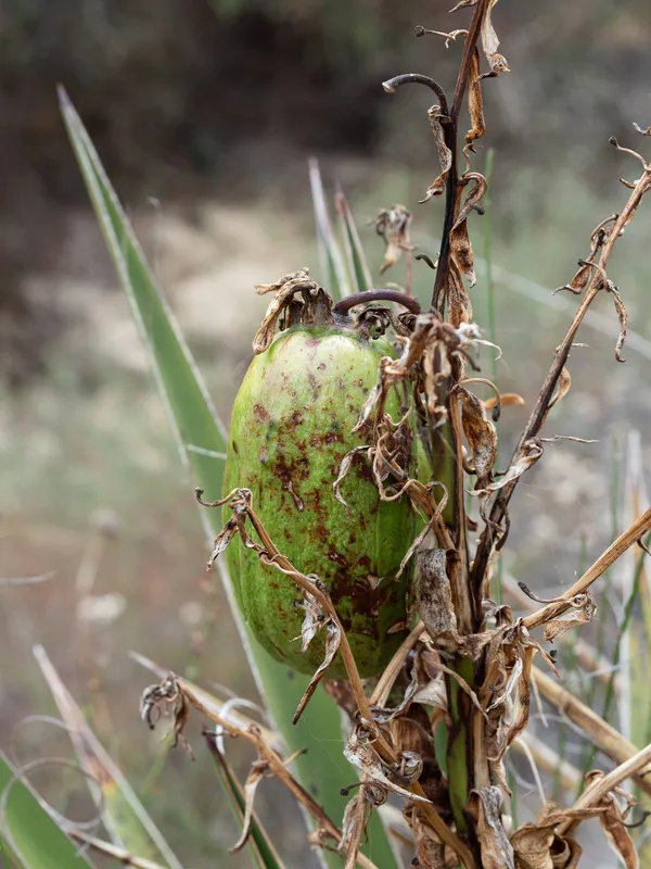 Mojave Yucca