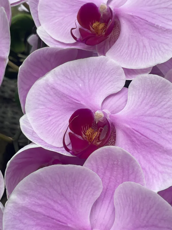 Orchids
