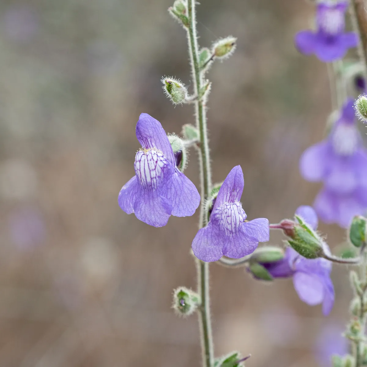 Nuttall's Snapdragon