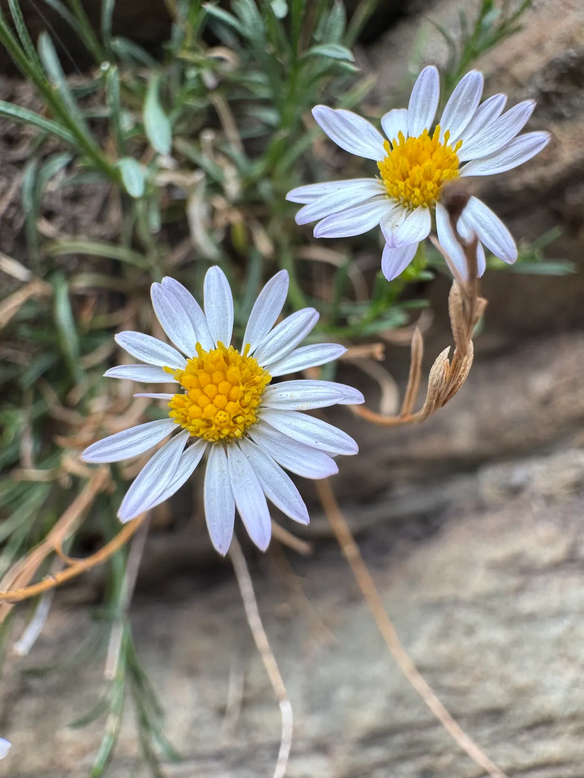 Fleabanes And Horseweeds