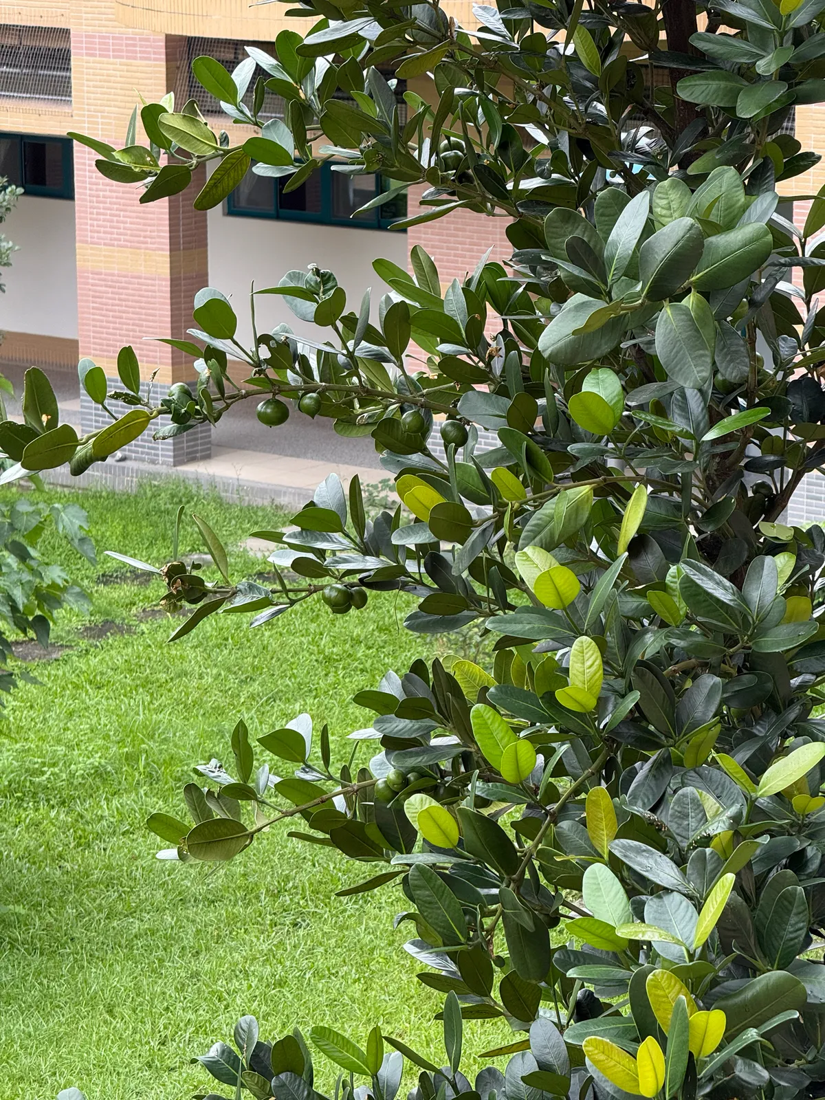 Common Garcinia