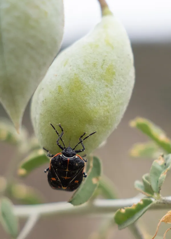 Harlequin Bug