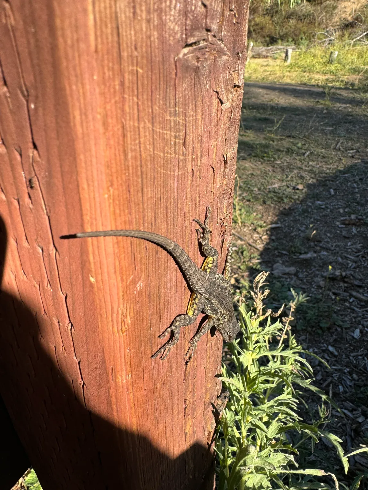 Western Fence Lizard