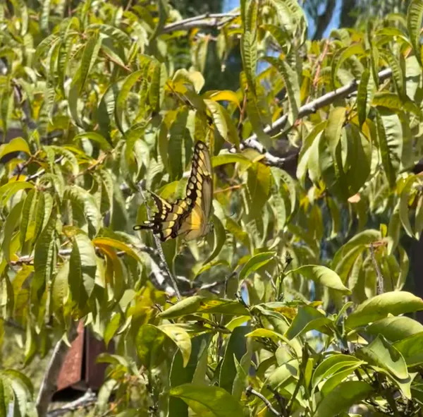 Western Giant Swallowtail