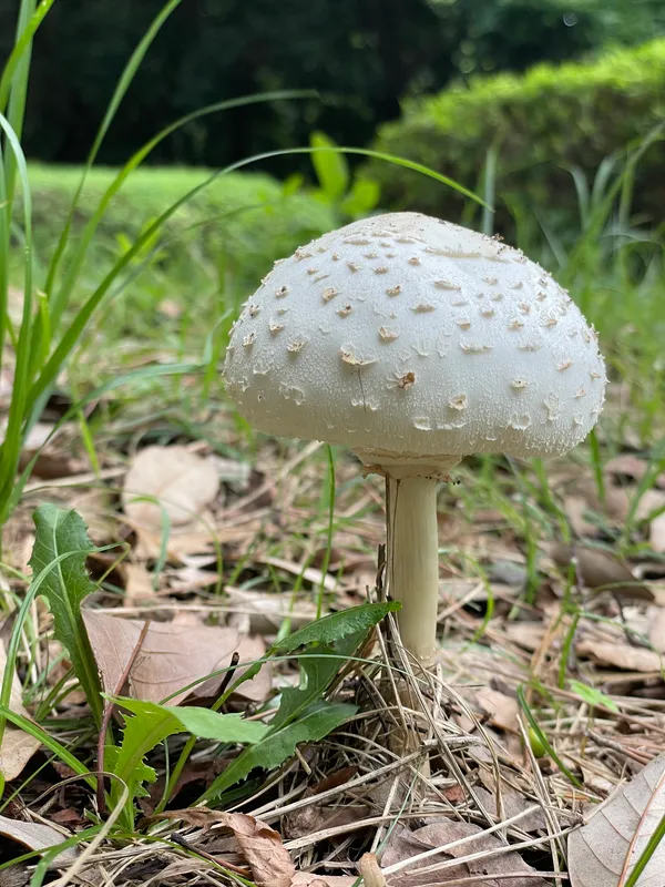 Green Spored Parasol