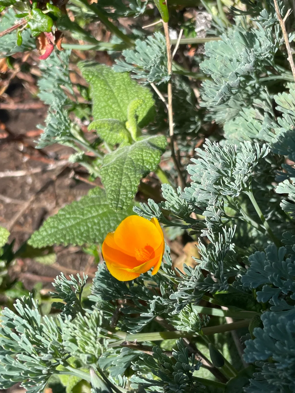 California Poppy