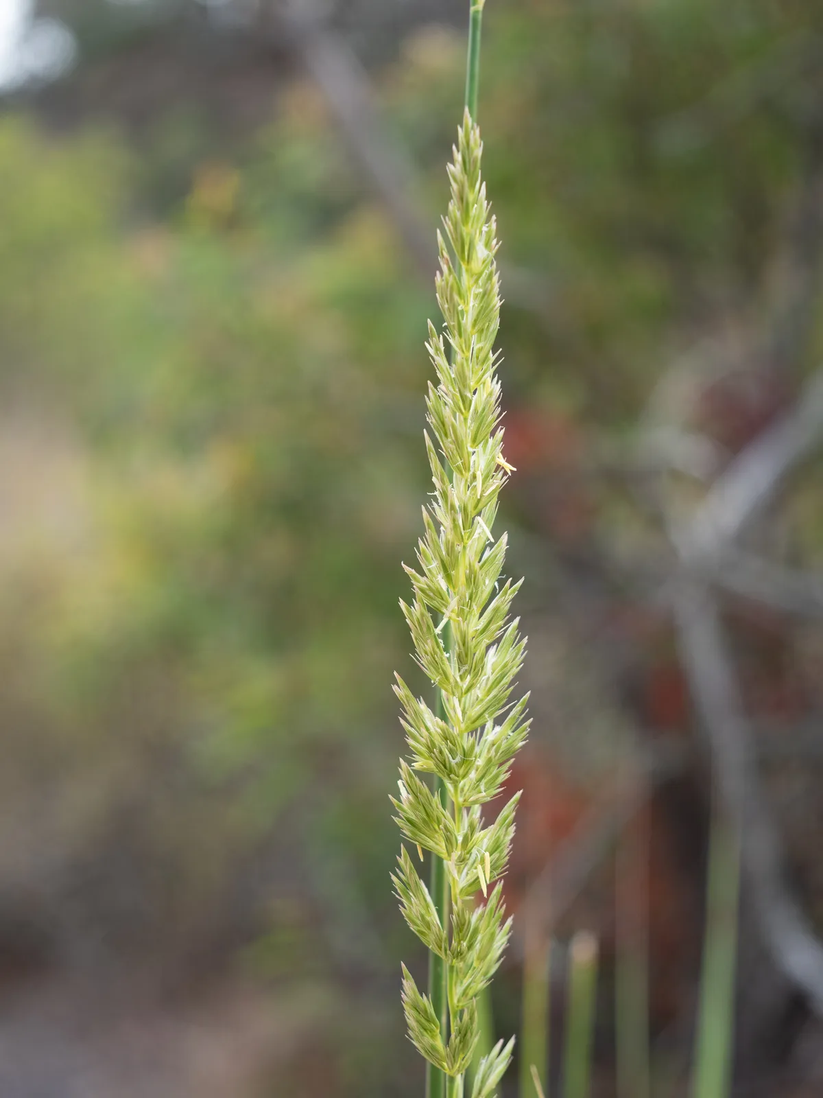 Giant Wild Rye