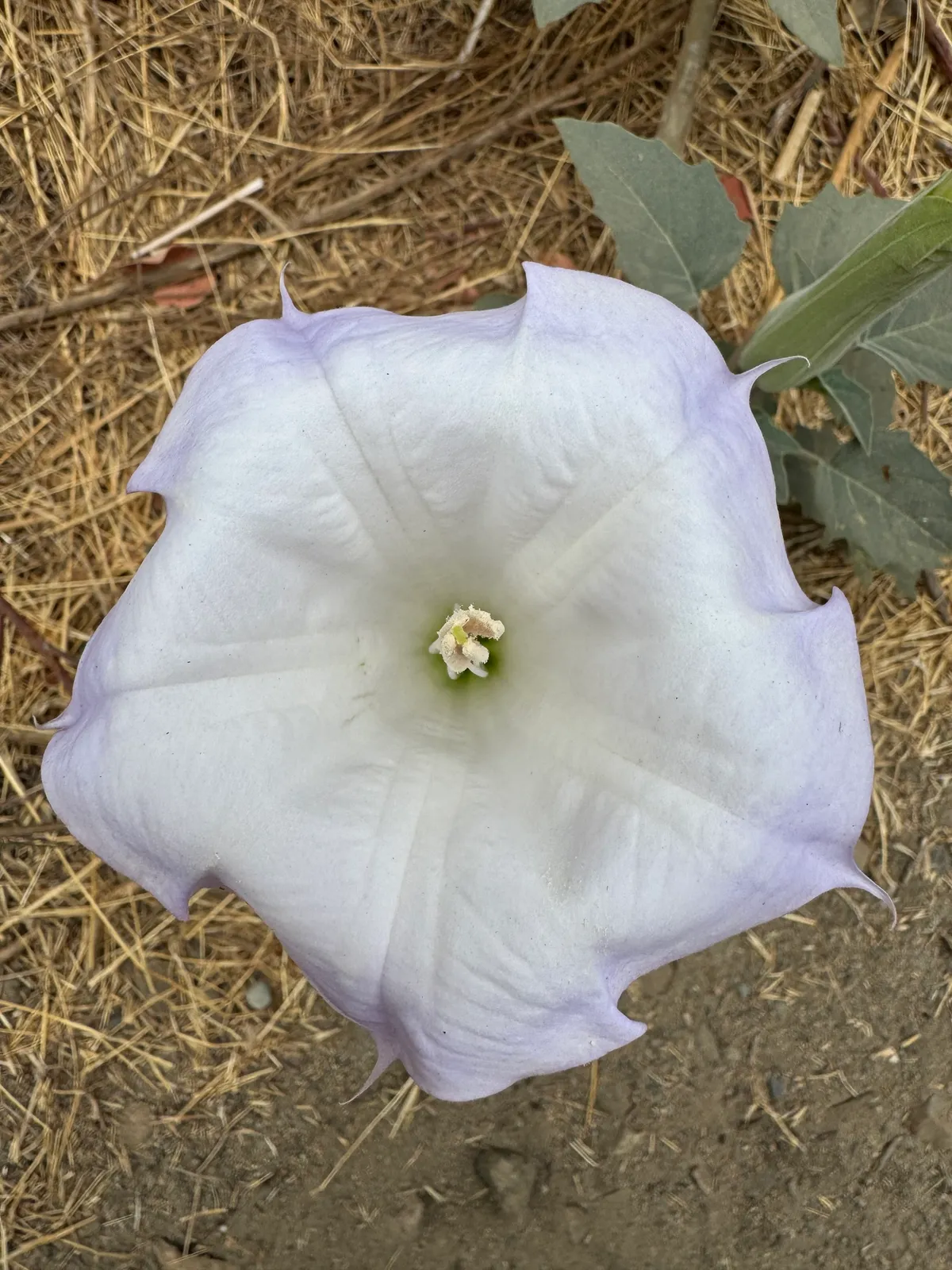Sacred Datura