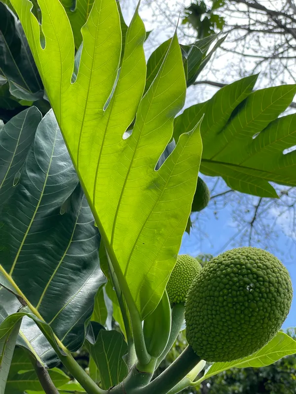 Breadfruit