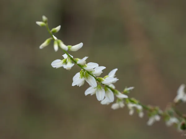 White Sweetclover