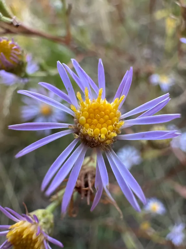 Asters And Allies