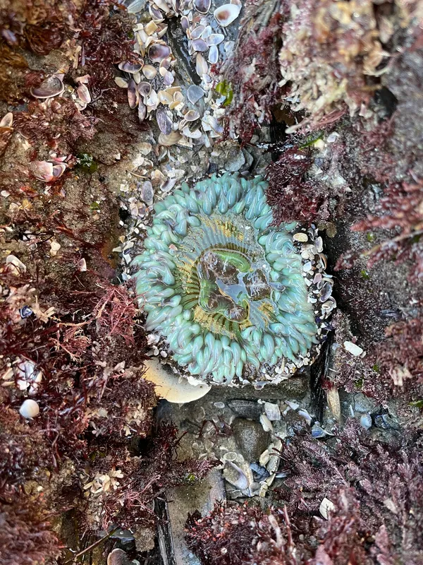 Sunburst Anemone