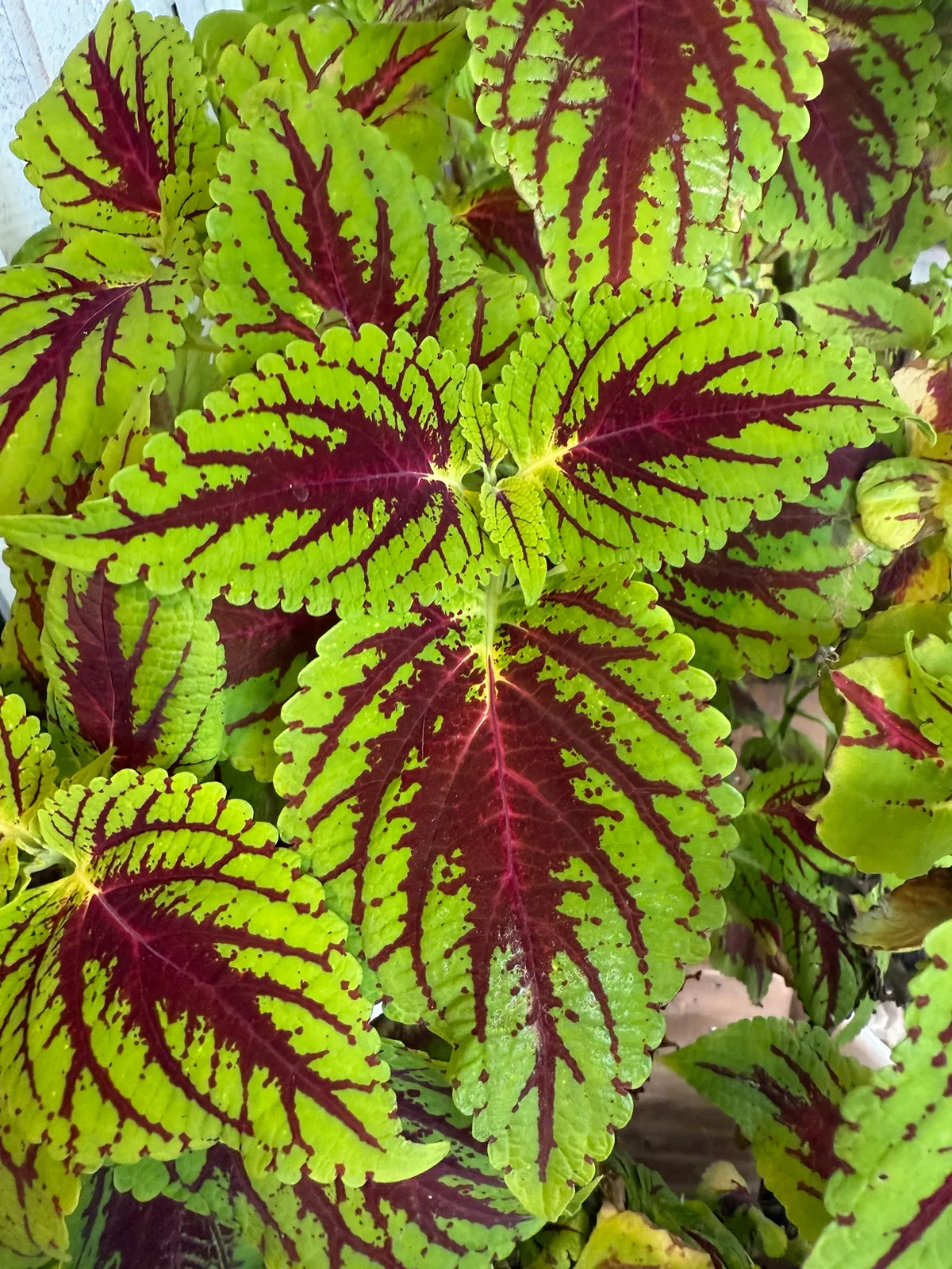 Coleus