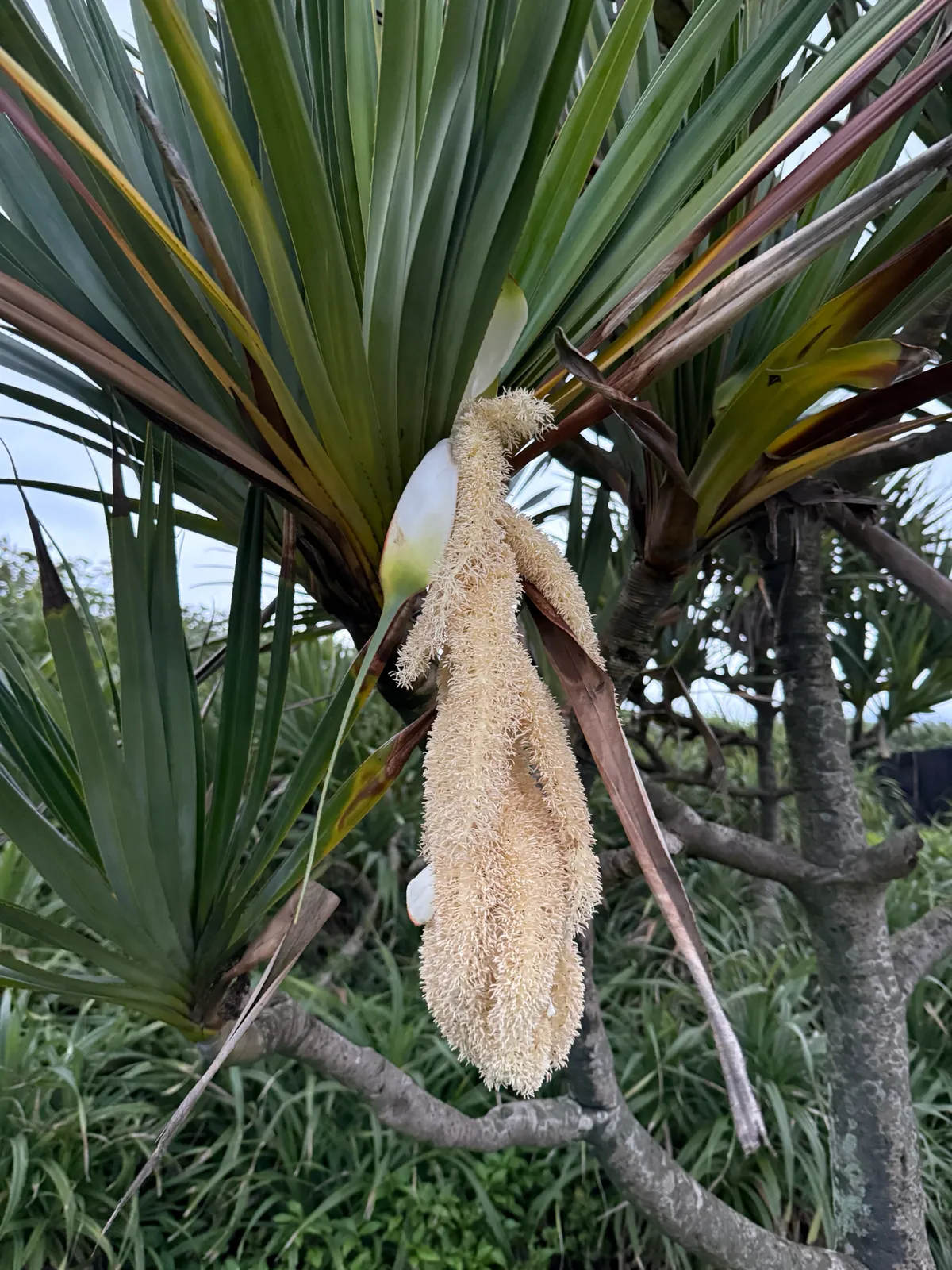 Common Screwpine
