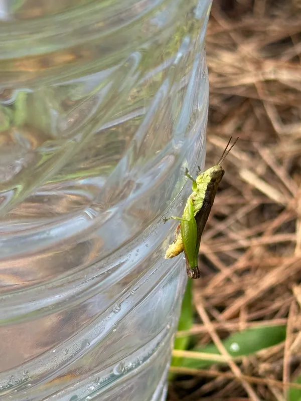Short Winged Rice Grasshopper