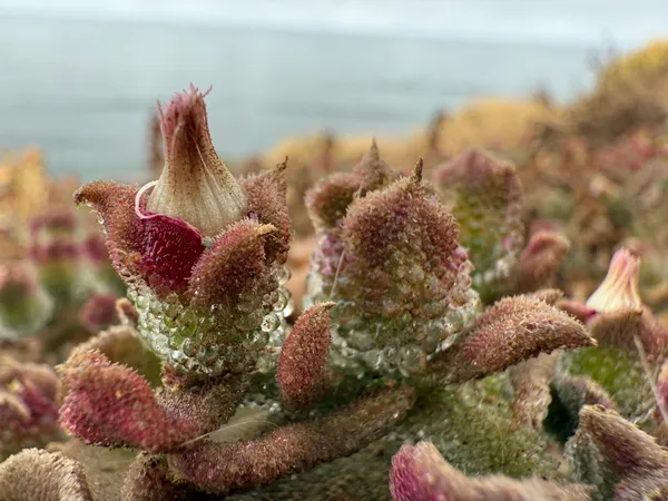 Crystalline Ice Plant