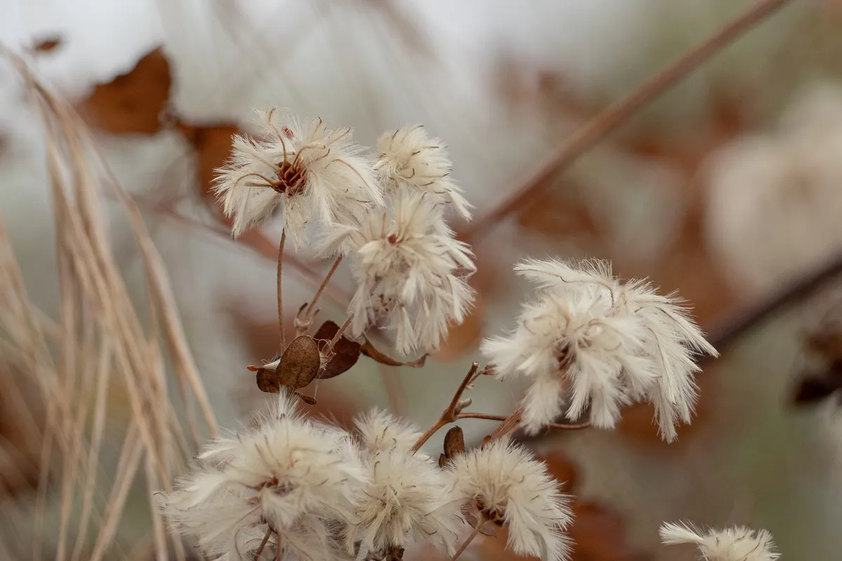 Southern California Clematis