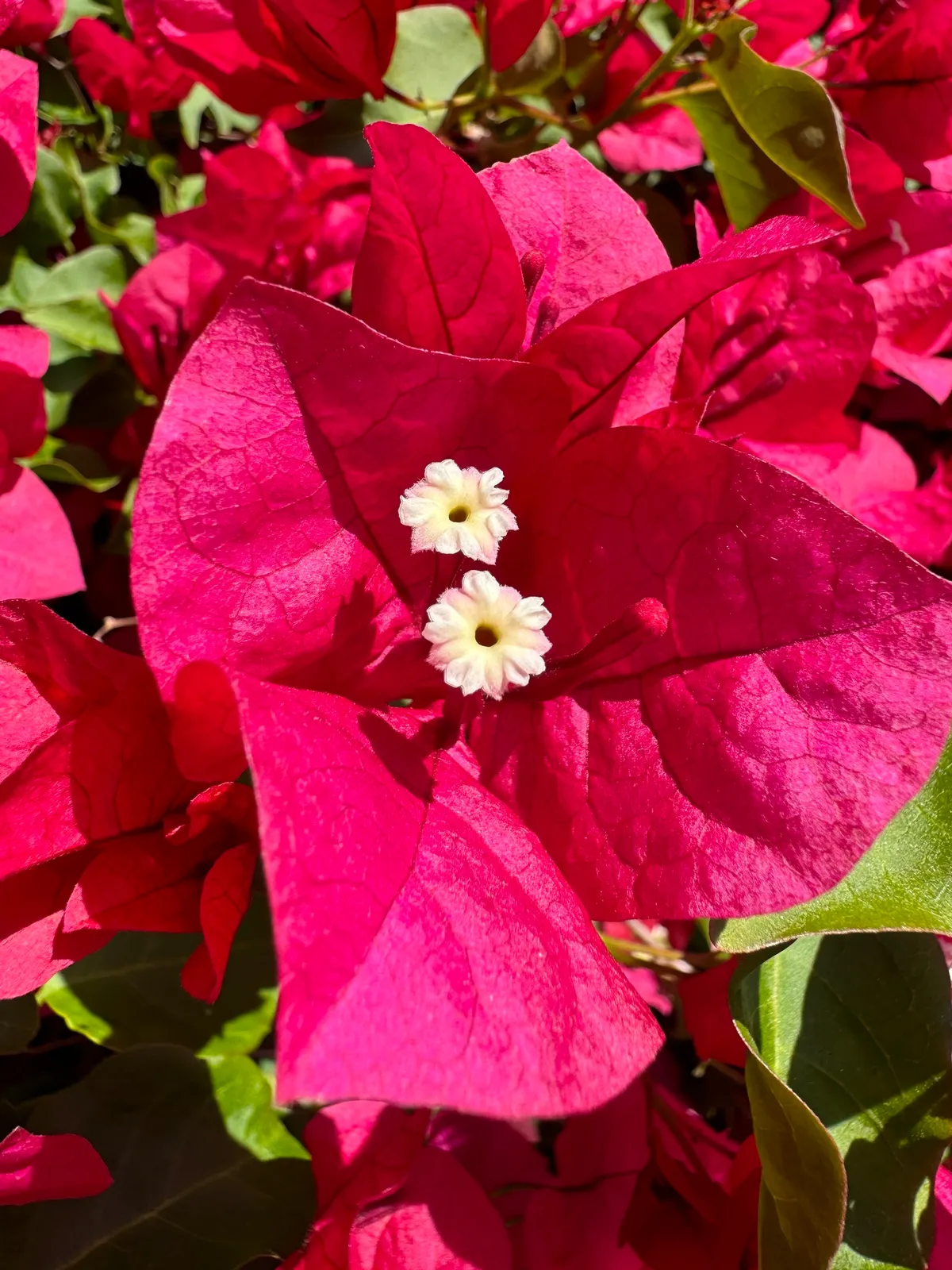 Beautiful Bougainvillea