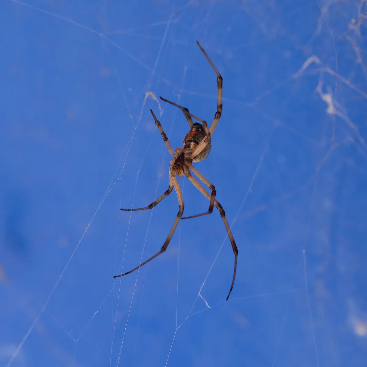 Brown Widow