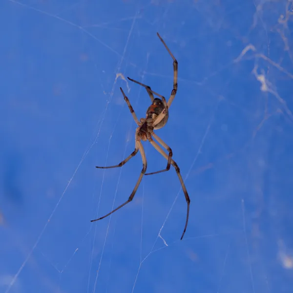 Brown Widow