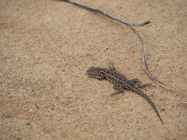 Western Side Blotched Lizard