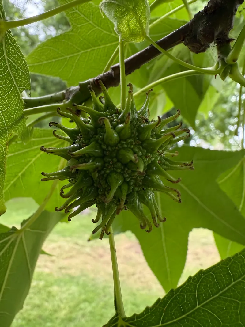 American Sweetgum - Image 2
