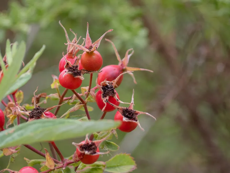 California Wild Rose - Image 2