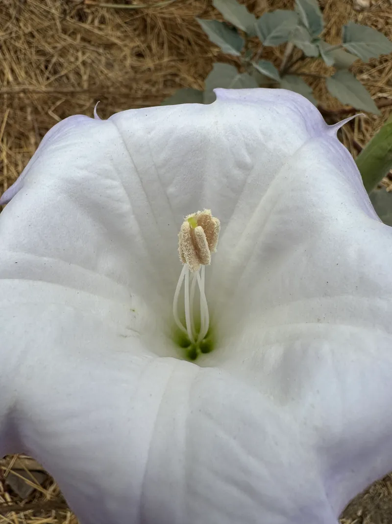 Sacred Datura - Image 2