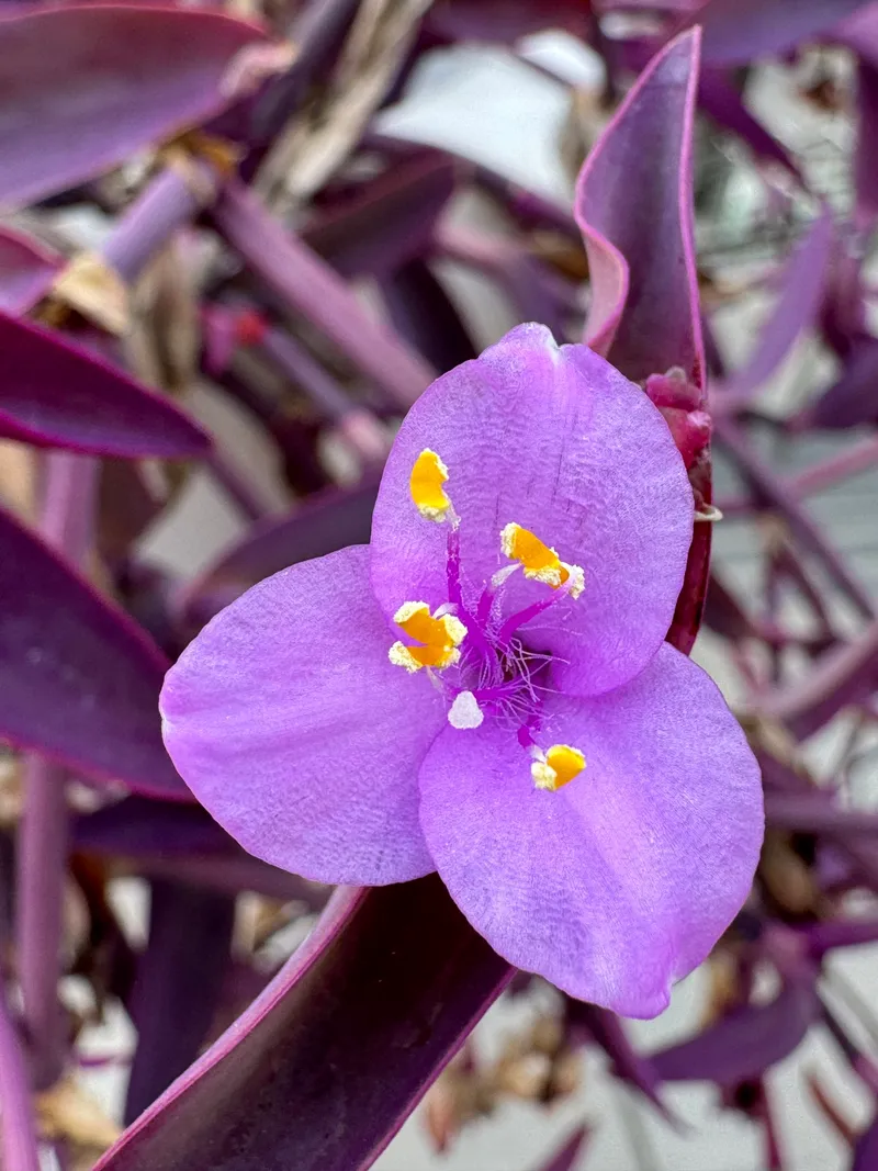 Purple Heart - Image 2