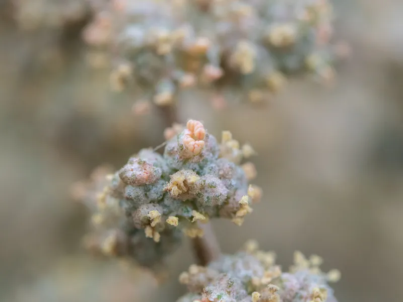 Saltbushes - Image 2