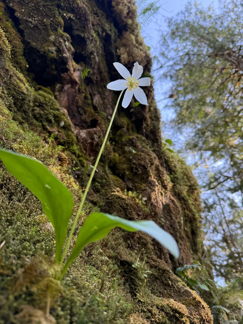 Giant White Fawn Lily - Image 2