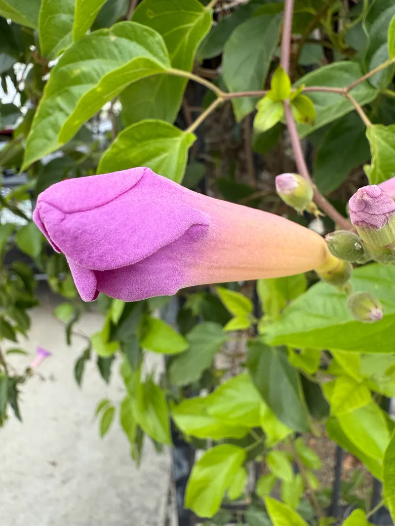 Mexican Blood Flower - Image 2