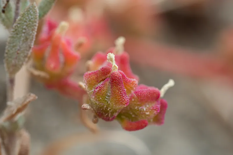 Slender Iceplant - Image 2
