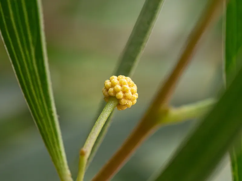 Western Coastal Wattle - Image 2