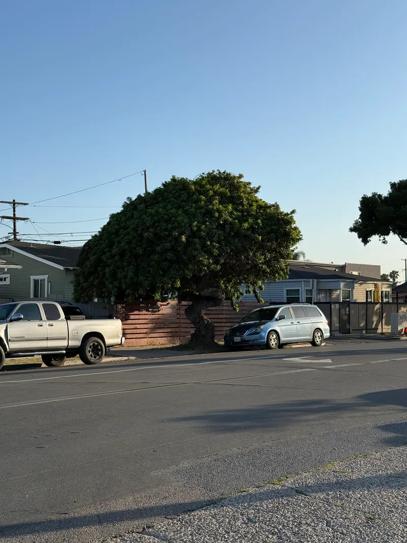 Brazilian Pepper - Image 2