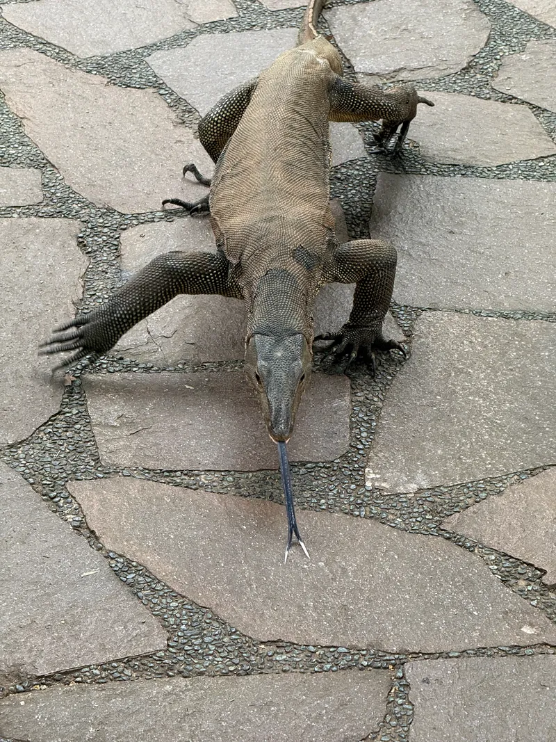 Indomalayan Water Monitor - Image 2