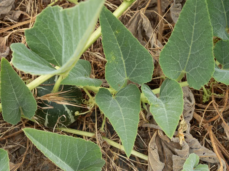 Buffalo Gourd - Image 2