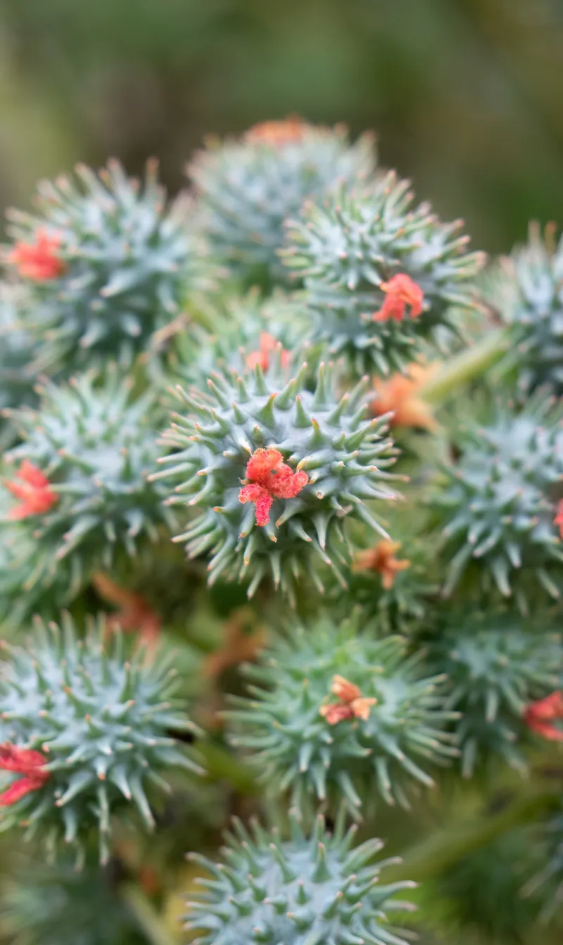 Castor Bean - Image 2