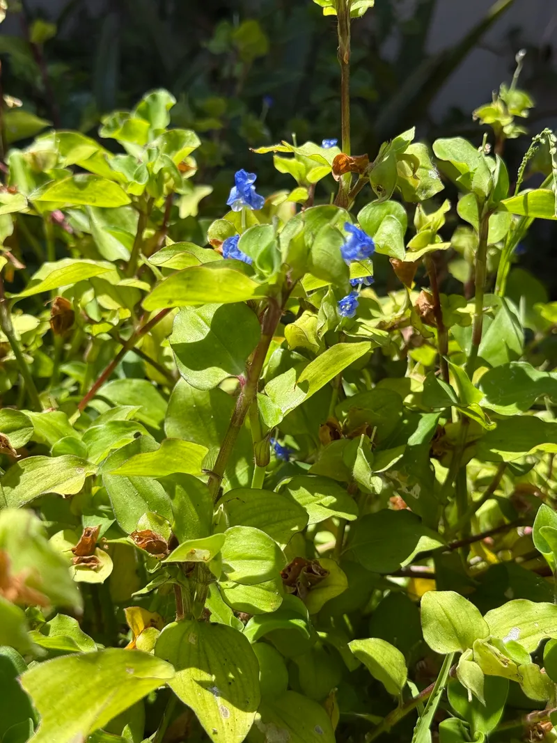 Dayflowers - Image 2