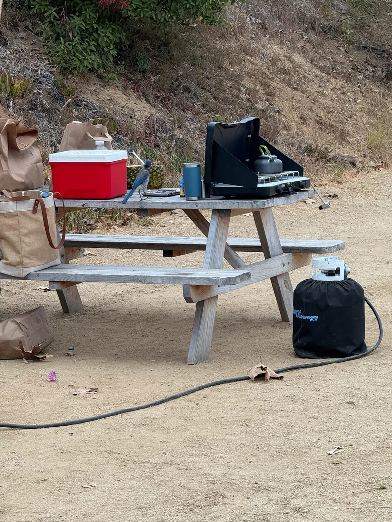 California Scrub Jay - Image 2