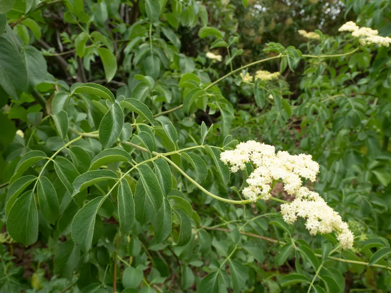 Blue Elder - Image 2