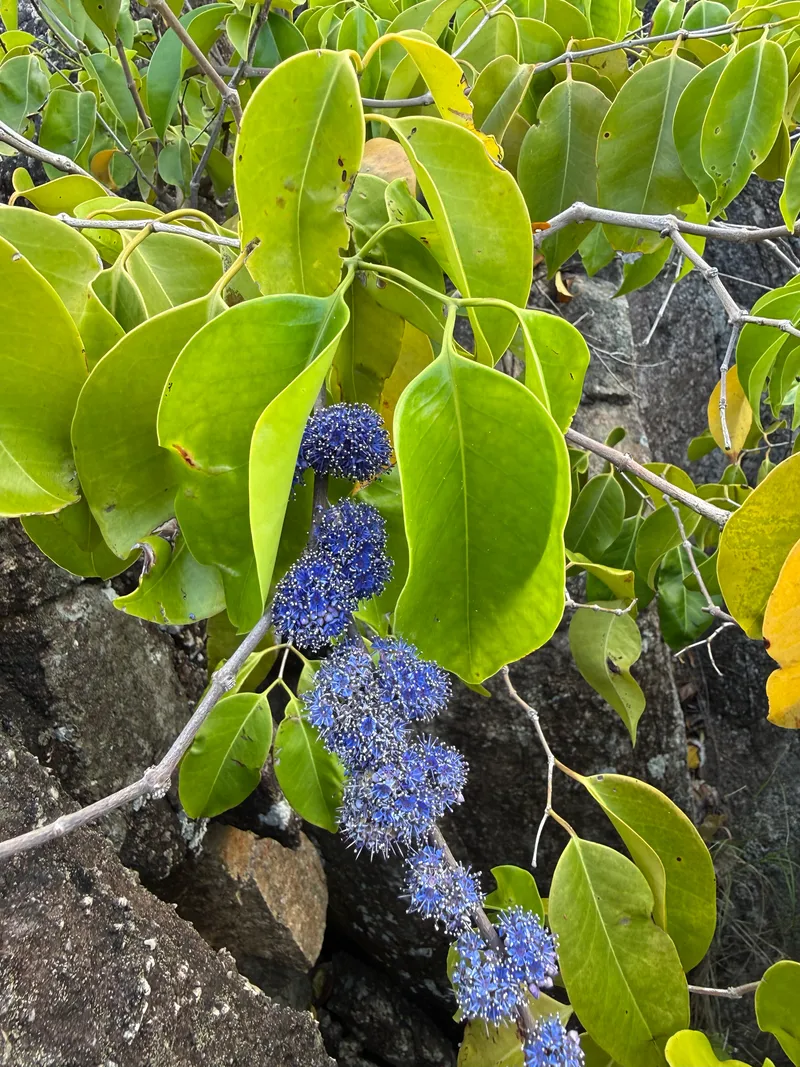 Indian Ironwood - Image 2