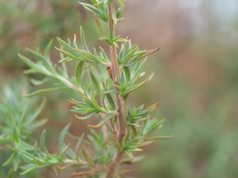 Russian Thistles - Image 2
