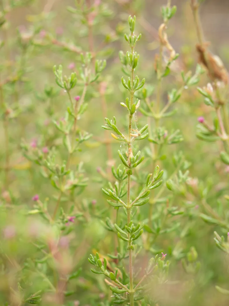 Alkali Heath - Image 2