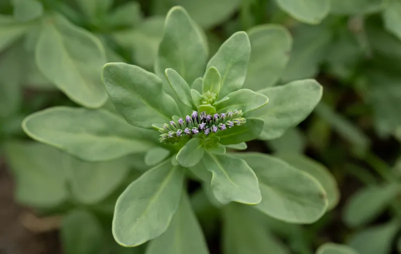 Alkali Heliotrope - Image 3