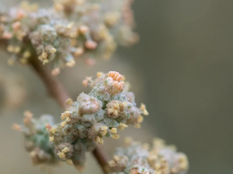 Saltbushes - Image 3